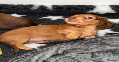 Miniature Dachshund dogs 💚🧡Stunning KC Longhaired Mini Dachshunds💚🧡 - Advert 8