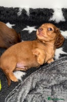 Miniature Dachshund dogs 💚🧡Stunning KC Longhaired Mini Dachshunds💚🧡 - Advert 8
