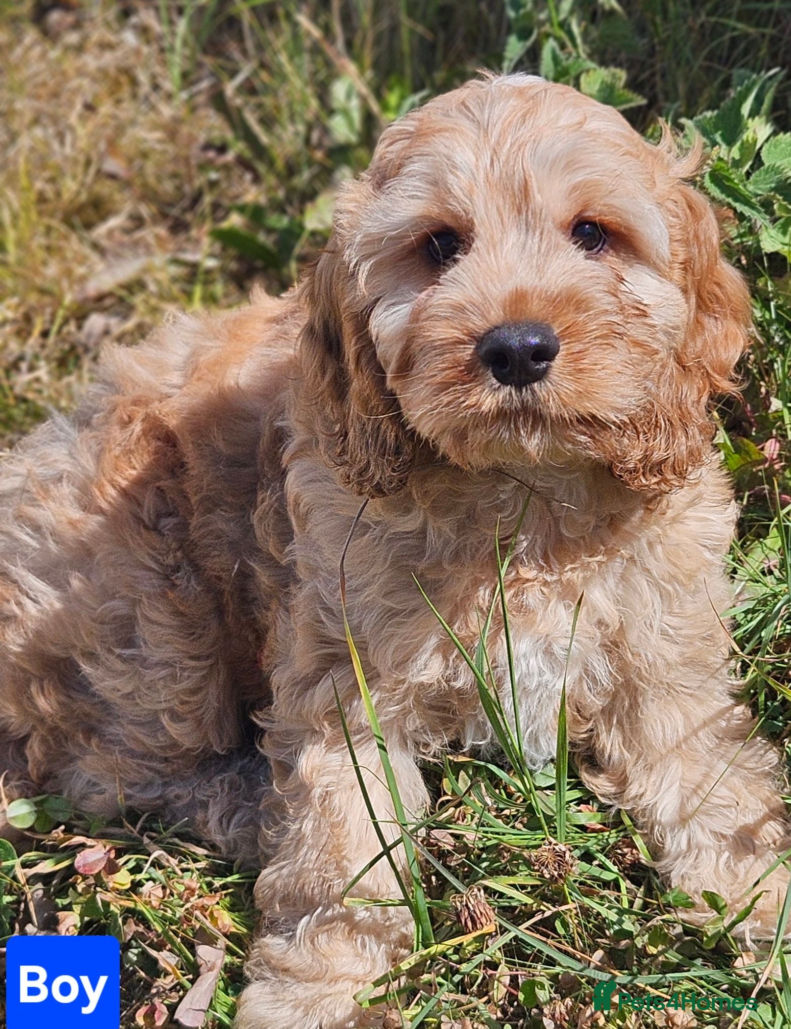 Mixed Breed dogs Lovely cockapoo x cockailer puppies for sale  - Advert 2