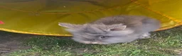 Lionhead rabbits for sale: Purebred lionheads  in Blackpool - Advert 5