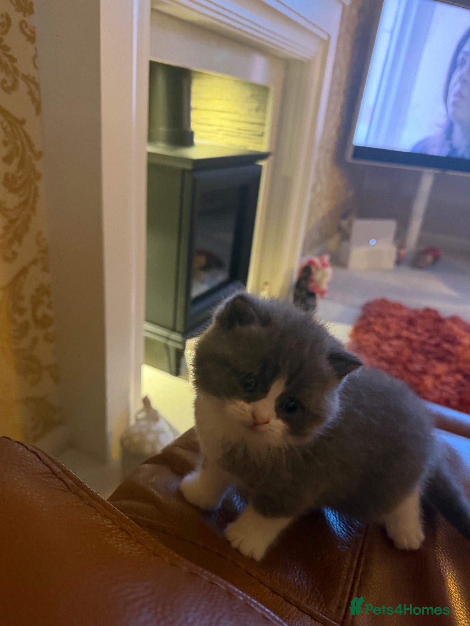 British Shorthair cats 🐾 Beautiful Blue & White BSH Boys 1 Lilac girl 🐾 - Advert 2