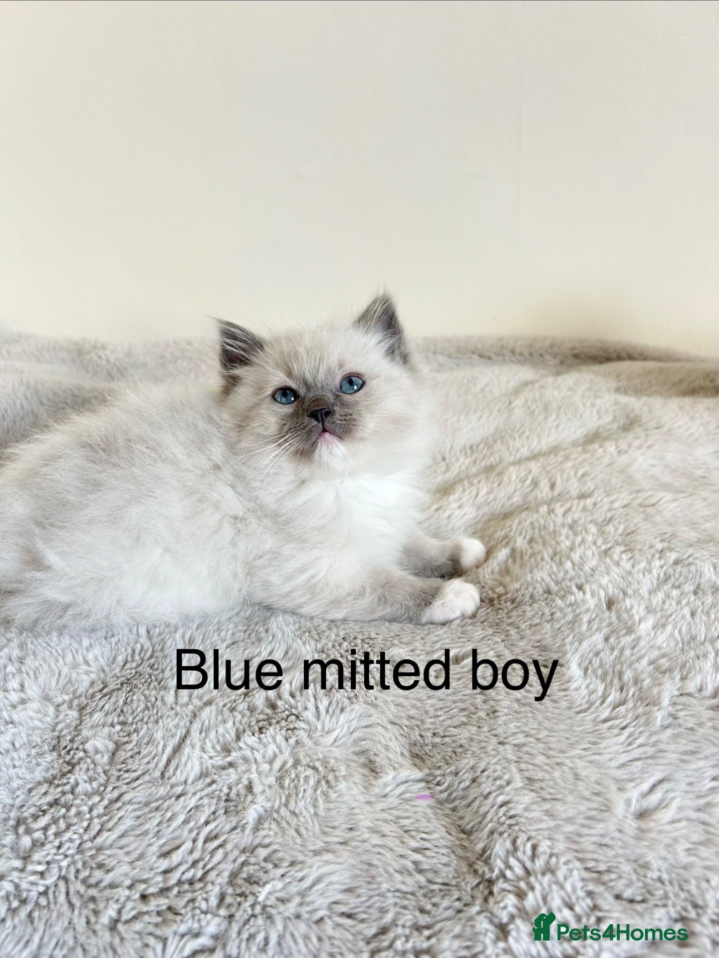 Ragdoll cats Ragdoll kittens - Advert 2