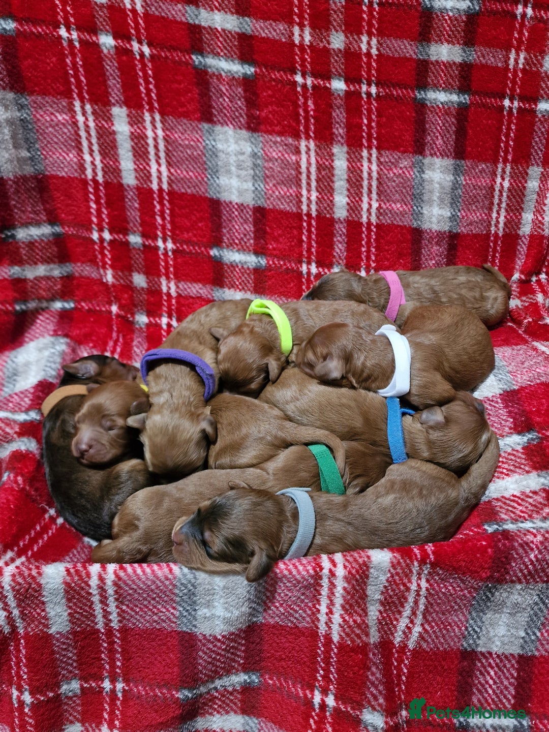 Cockapoo dogs for sale: Beautiful F1 Cockapoo puppies - Image 15