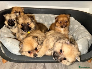 Pomeranian dogs 6 Adorable Mini/Tiny/ Fluffy Pomeranian Puppies - Advert 1