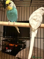 Budgerigars birds Budgies for sale pair of males Runcorn - Advert 4