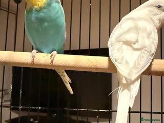 Budgerigars birds Budgies for sale pair males Runcorn - Advert 3