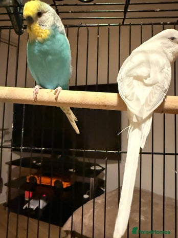 Budgerigars birds Budgies for sale pair males Runcorn - Advert 16