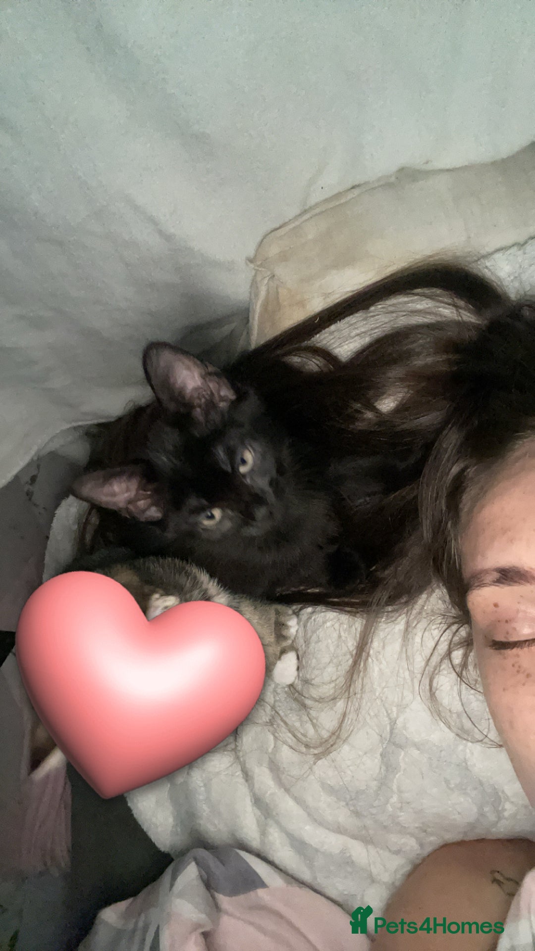 Mixed Breed cats for sale: Black 12 week old kitten loving beautiful girl - Image 3
