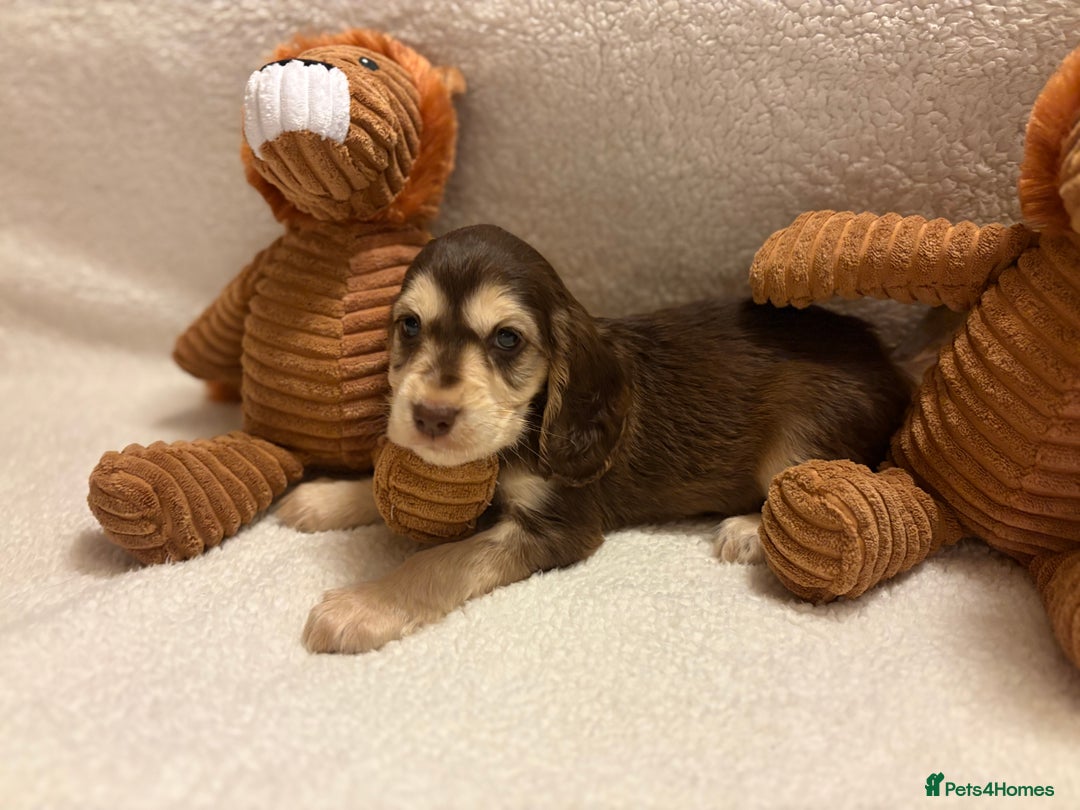 Cocker Spaniel dogs for sale: Show type spaniels - Advert 9