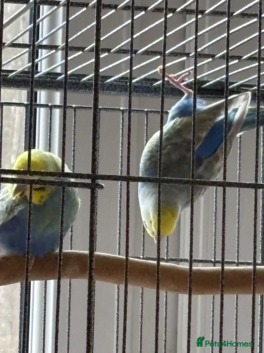 Budgerigars birds for sale: 2 Male Rainbow Budgies With Complete Set Up - Advert 2