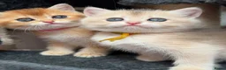British Shorthair cats for sale: British shorthair blue golden kittens GCy - Advert 25