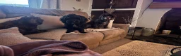 Mixed Breed dogs for sale: cockapoo chons  - Advert 6