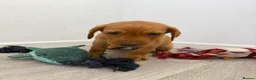 Labrador Retriever dogs for sale: Labrador puppies from a loving family home. - Advert 8