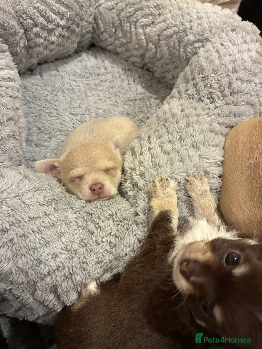 Chihuahua dogs for sale: Two Beautiful, Well-Socialised Chihuahua boys  - Advert 2