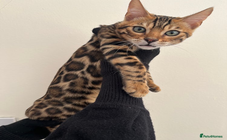 Bengal cats - Advert 4