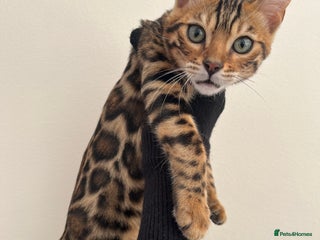 Bengal cats - Advert 32