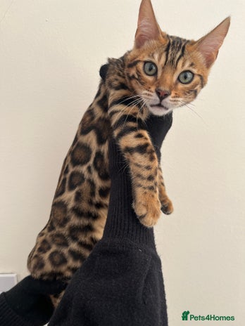 Bengal cats - Advert 15