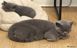 British Shorthair cats for sale: Grey and Tica Boys ready for home  - Image 2