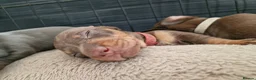 Miniature Dachshund dogs for sale: Beautiful Dachshunds - Advert 6