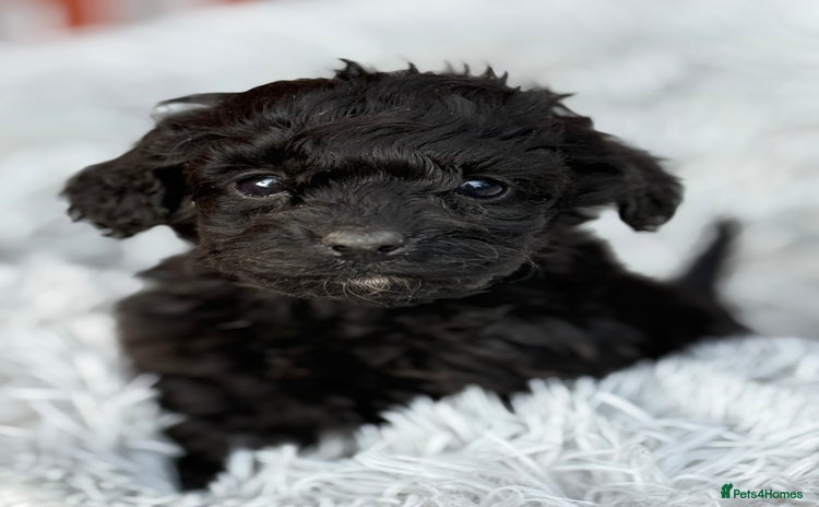 Cockapoo dogs - Advert 4