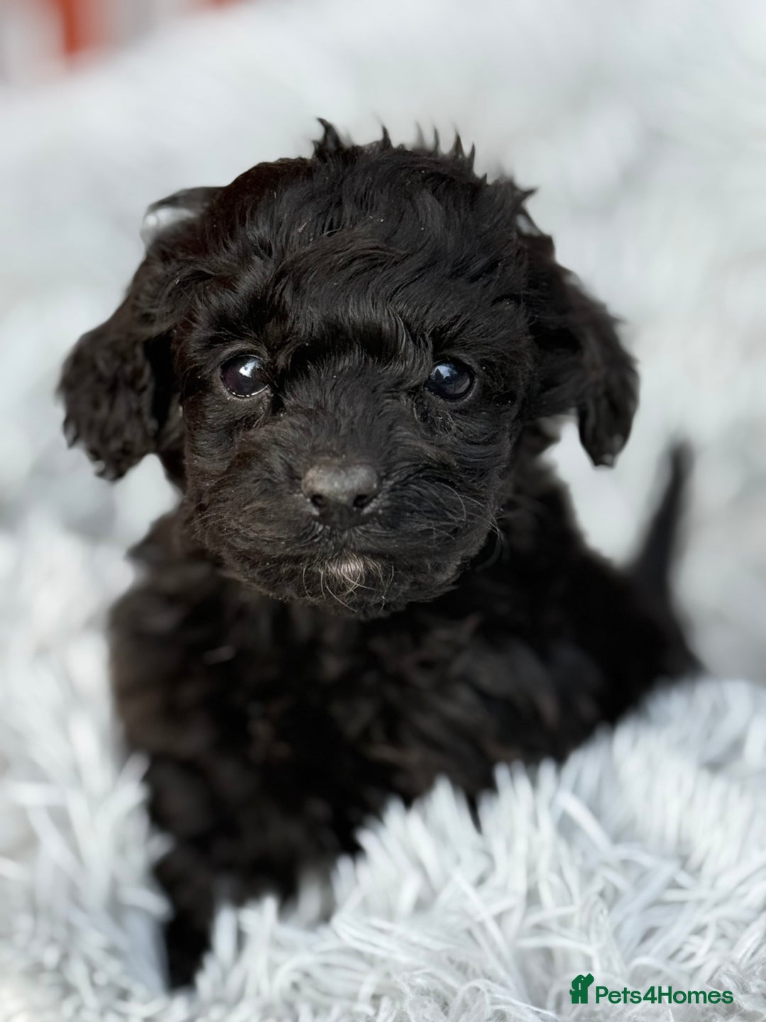Cockapoo dogs for sale: Adorable Toy Cockapoos-Health Tested - Image 1