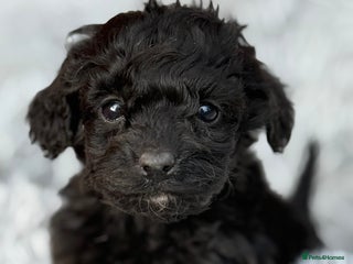 Cockapoo dogs - Advert 2