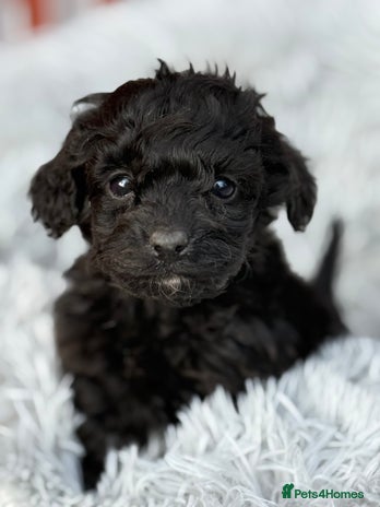 Cockapoo dogs - Advert 9