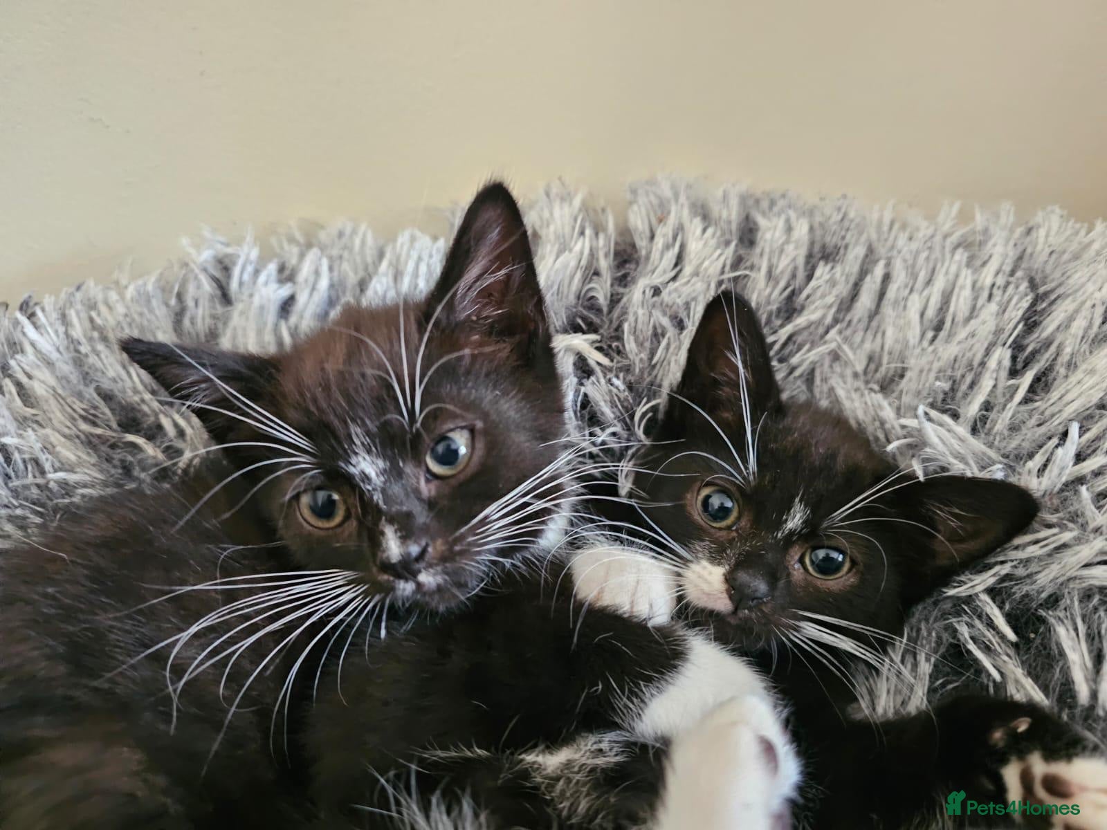 Domestic Shorthair cats Bonded Rescue Kittens Looking for a Forever Home - Advert 2
