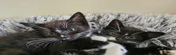 Domestic Shorthair cats for adoption: Bonded Rescue Kittens Looking for a Forever Home - Advert 1