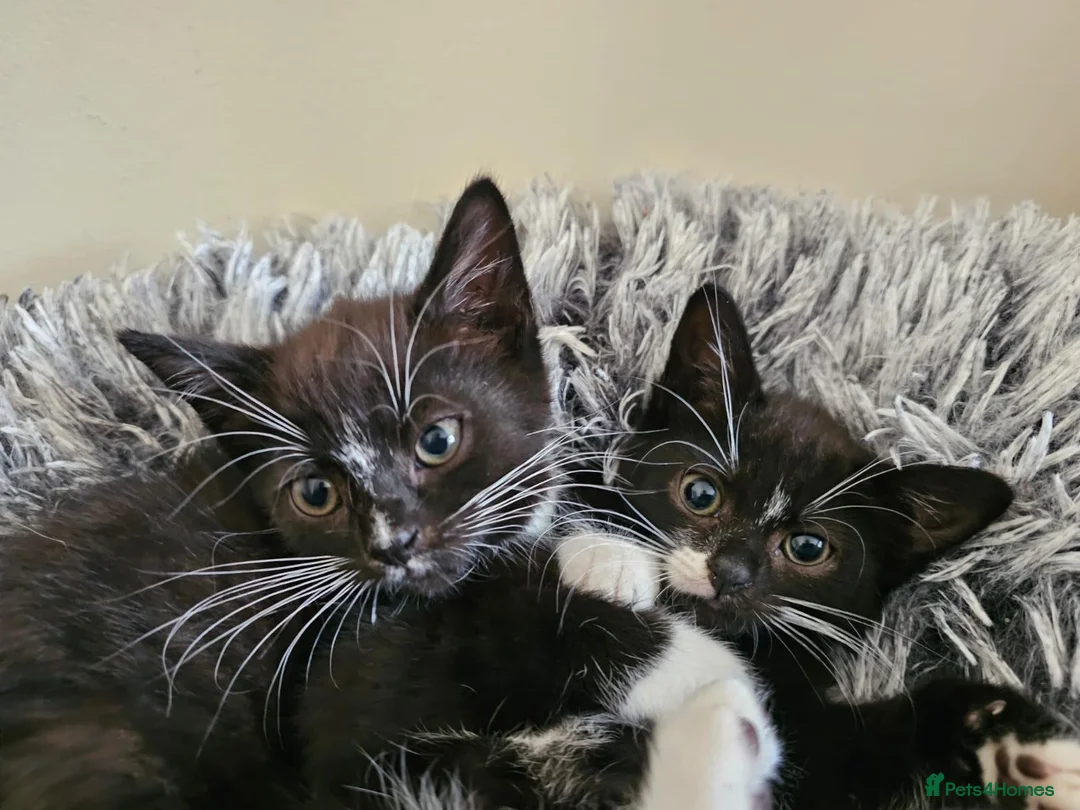 Domestic Shorthair cats for adoption: Bonded Rescue Kittens Looking for a Forever Home - Advert 1