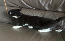 Mixed Breed cats for sale: Maincoon x Scottish fold  - Image 25