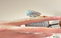 Bearded Dragon reptiles for sale: Juvenile Bearded Dragon PLUS full setup - Image 17