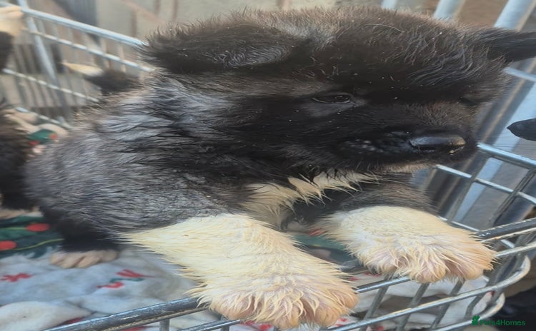 Akita dogs AMERICAN AKITA BLACK MASK BEARS - Advert 2