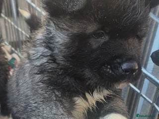 Akita dogs AMERICAN AKITA BLACK MASK BEARS - Advert 2