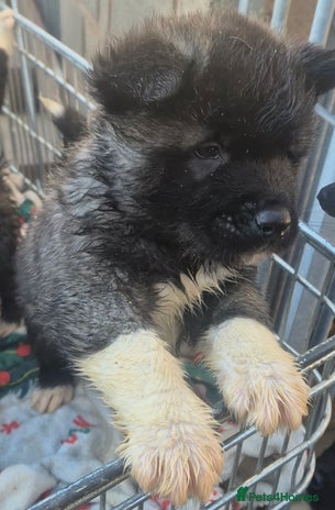 Akita dogs AMERICAN AKITA BLACK MASK BEARS - Advert 2