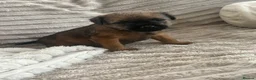 Border Terrier dogs for sale: Border terrier puppies  - Advert 11