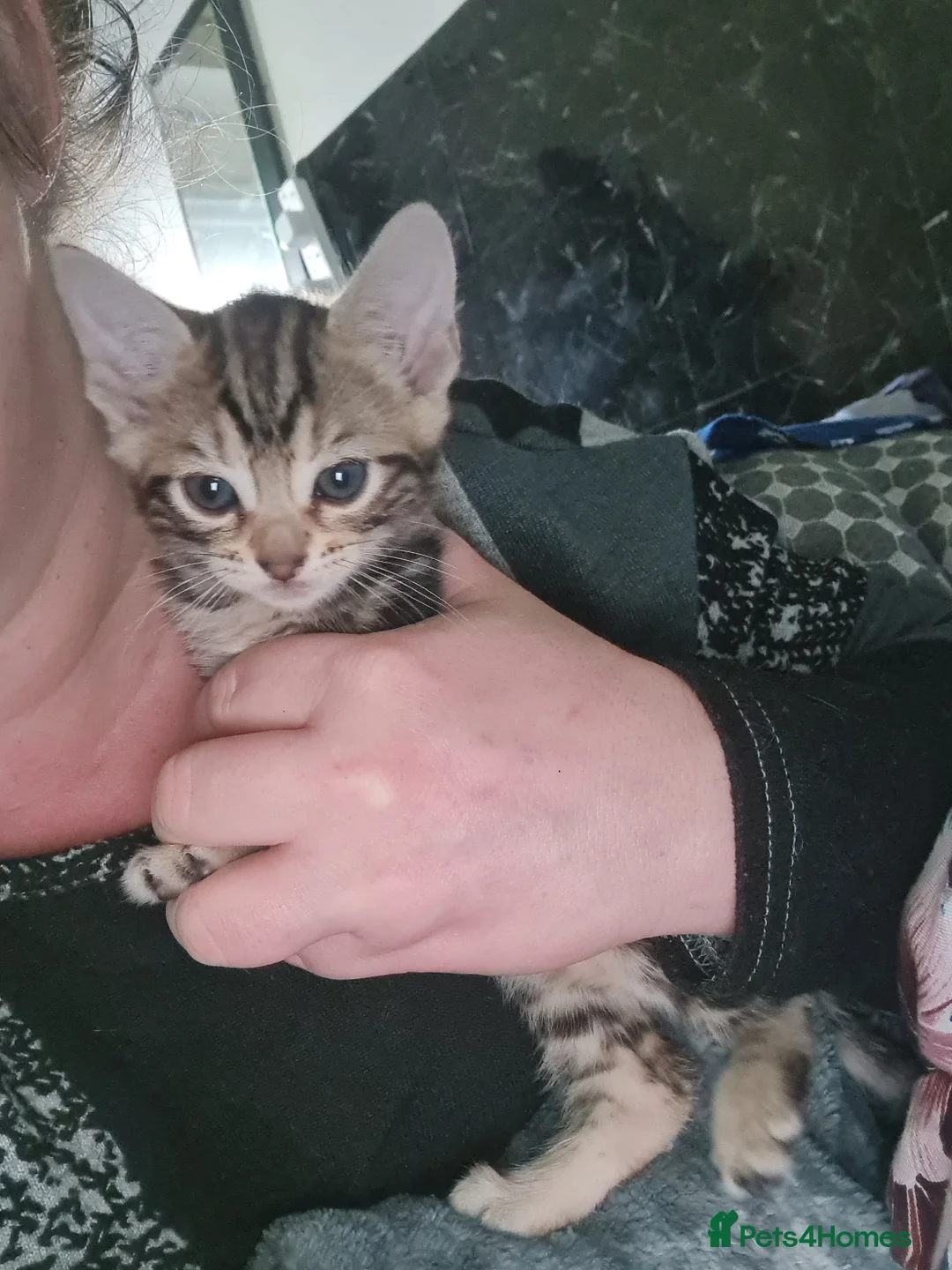 Mixed Breed cats for sale: Bengal Cross Kittens – Ready End of April - Advert 32