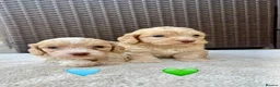 Cockapoo dogs for sale: Gorgeous F1 Cockapoo Puppies 🩷 in Llandinam - Advert 6