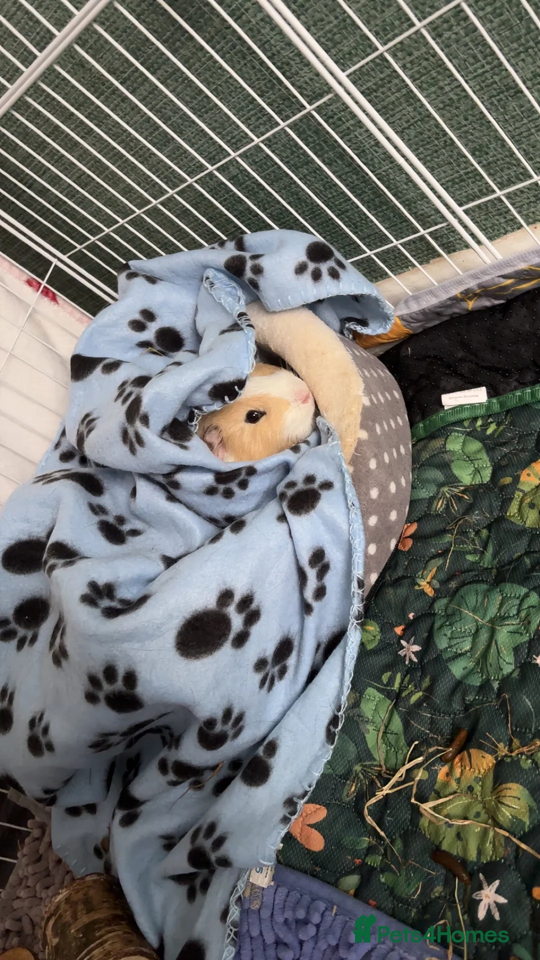 Guinea Pig rodents for sale: Beautiful male guinea pigs  - Advert 2