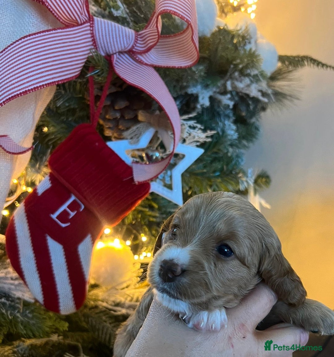 Cockapoo dogs for sale: Stunning babies ready for new homes - Advert 19