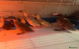 Ducks poultry for sale: 7 runner ducklings ducks Indian runner  - Image 1