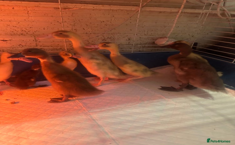 Ducks poultry - Advert 3