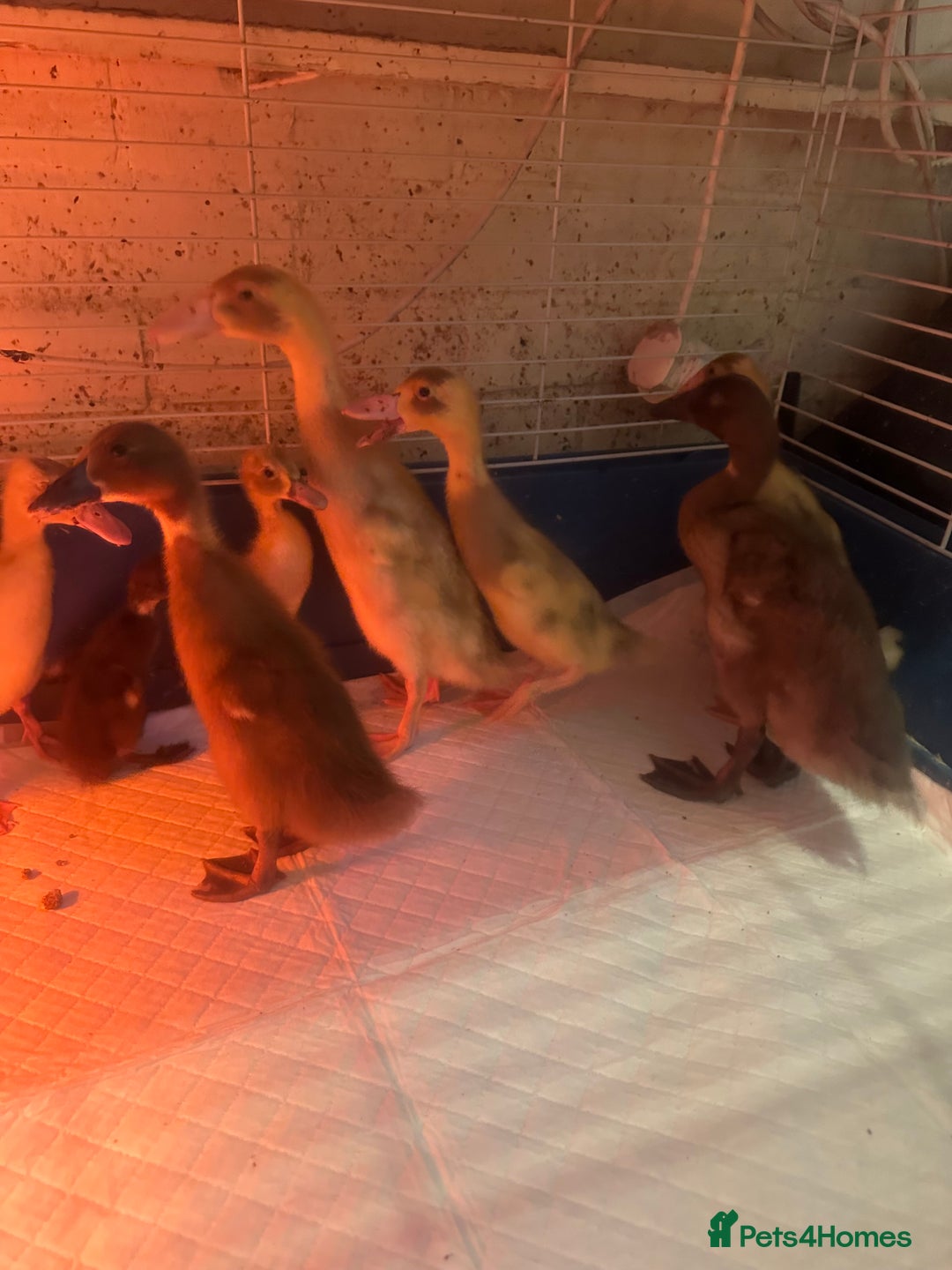 Ducks poultry for sale: 7 runner ducklings ducks Indian runner  - Image 1