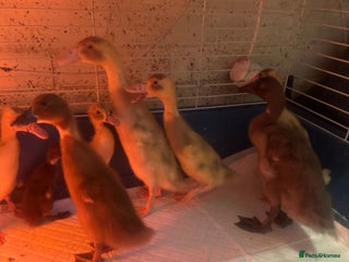 Ducks poultry - Advert 4