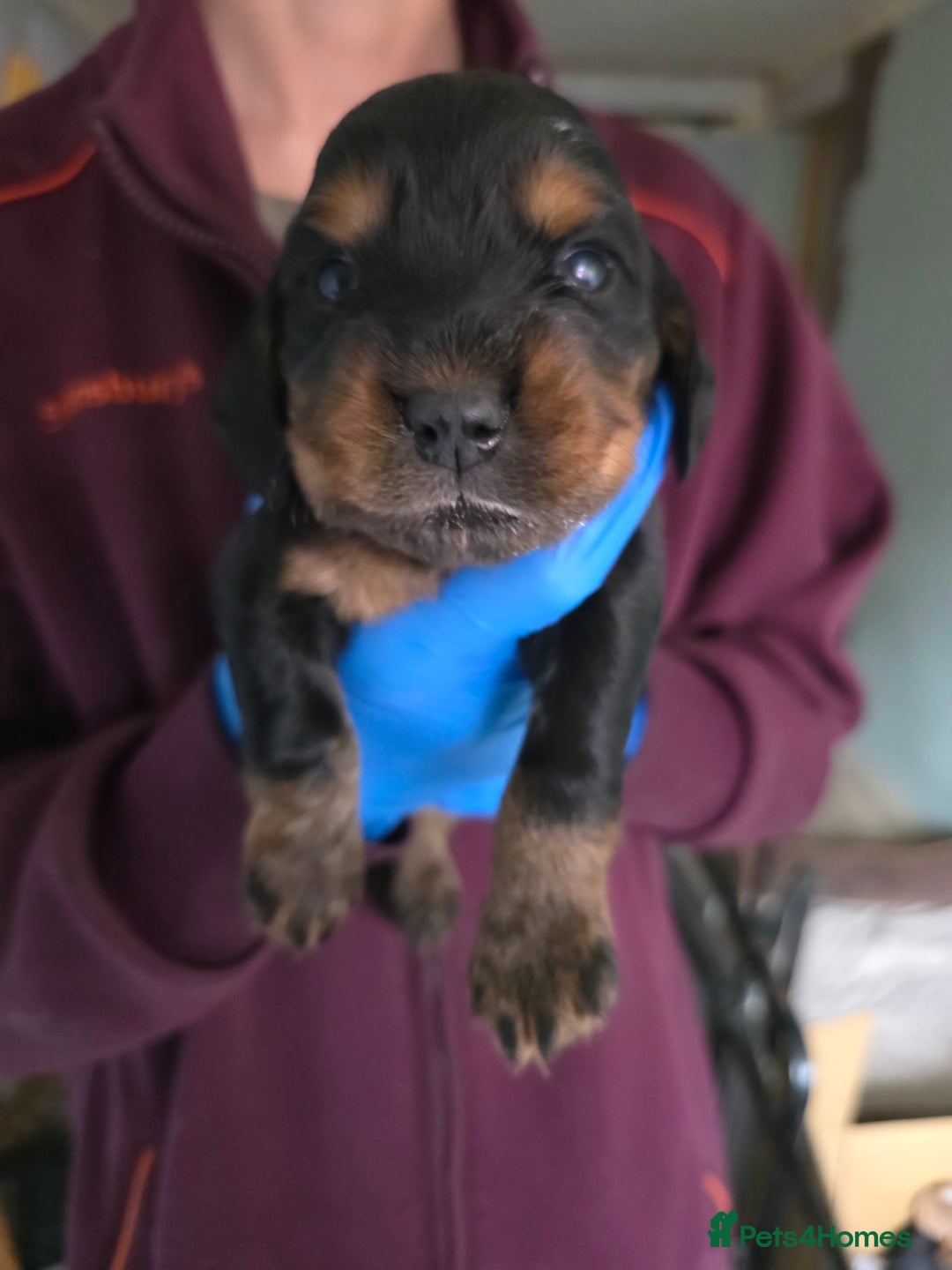 Cocker Spaniel dogs for sale: Beautiful cocker spaniel pups - Image 4
