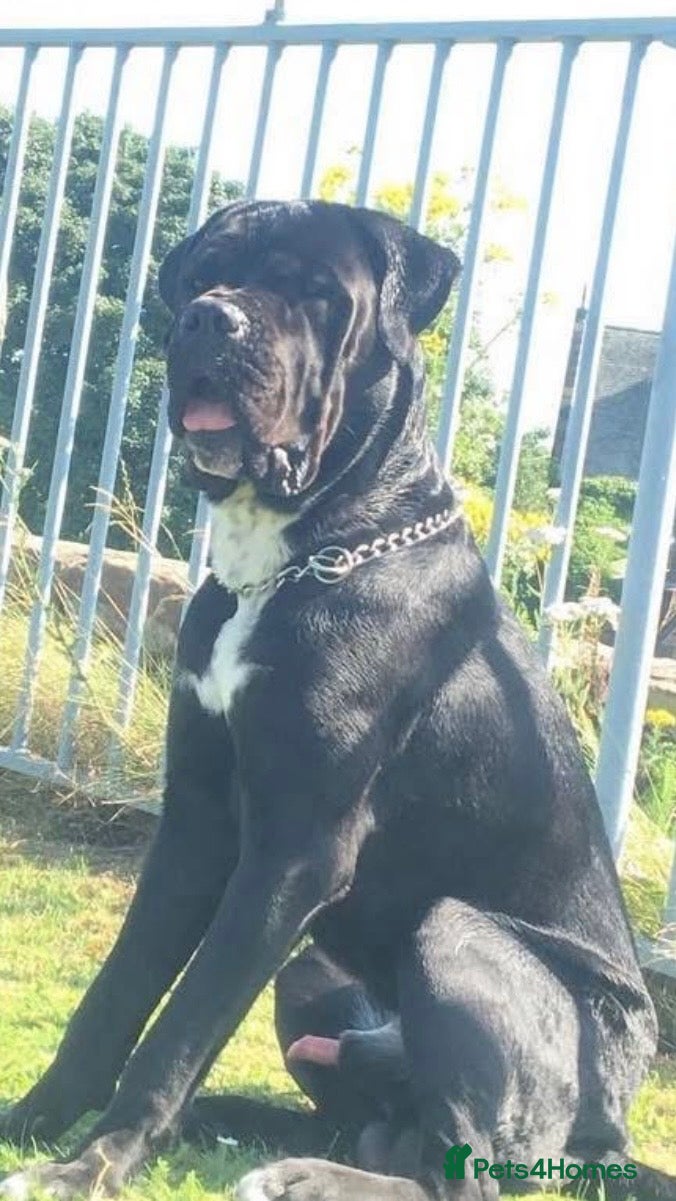 Cane Corso dogs Zuko, Male Cane Corso, Age 3 - Advert 1
