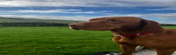 Hungarian Vizsla dogs for sale: 5* HUNGARIAN VIZSLA PUPPIES KC REGISTERED  - Advert 4