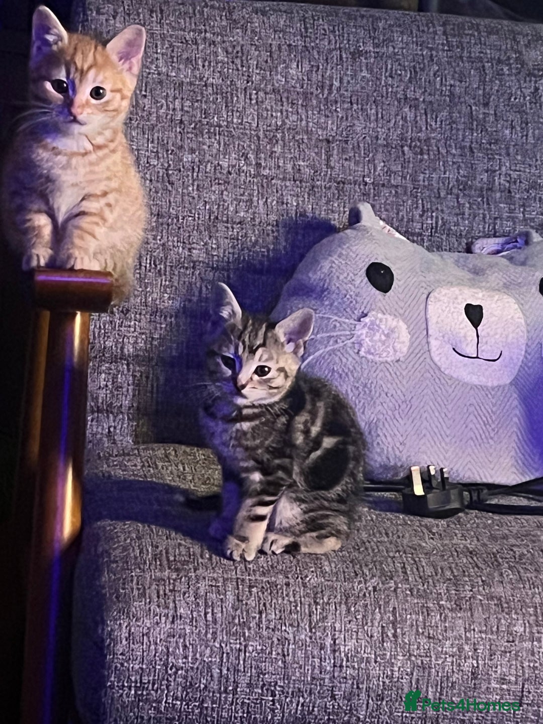 Mixed Breed cats for sale: Energetic ginger kittens and one grey tabby  - Advert 2