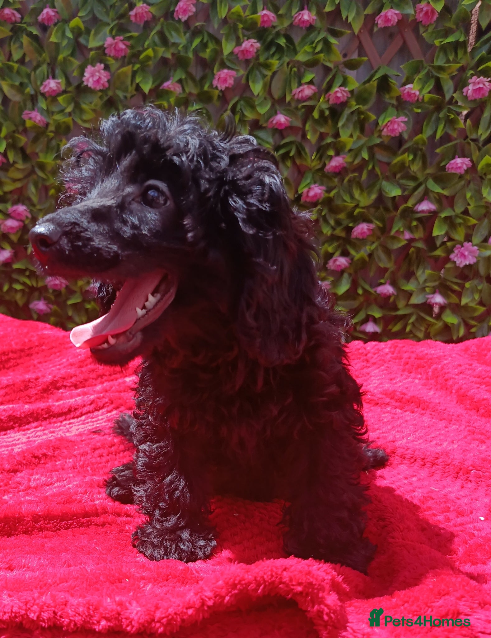 Cavapoo dogs for sale: FULLY VAX F1 CAVAPOO EXTENSIVELY H TESTED TOY SIZE - Advert 6