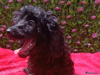 Cavapoo dogs for sale: "RUPERT" FULLY VAX F1 CAVAPOO EXT HEALTH TESTED - Advert 3